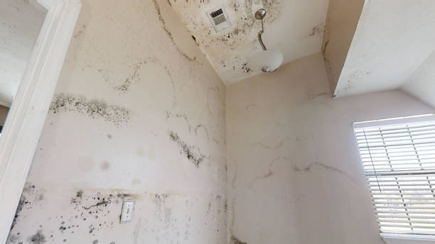 Best Asbestos and Lead Testing During Mold Inspection  in El Granada, CA