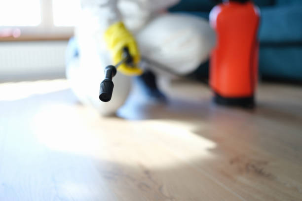 Best Mold Damage Restoration  in El Granada, CA