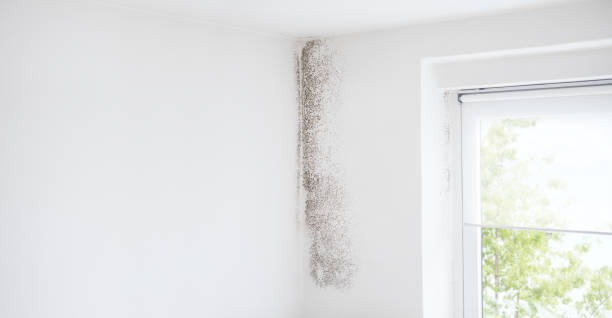 Best Industrial Mold Remediation  in El Granada, CA