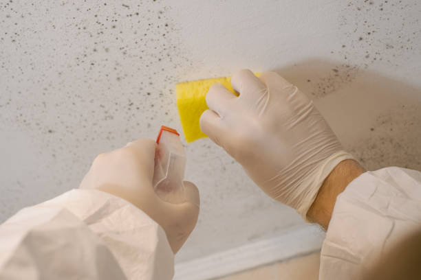 Trusted El Granada, CA Mold Removal Experts