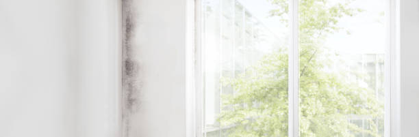 Best Black Mold Removal  in El Granada, CA