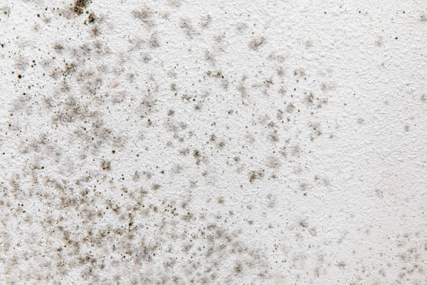 Best Water Damage & Mold Remediation  in El Granada, CA