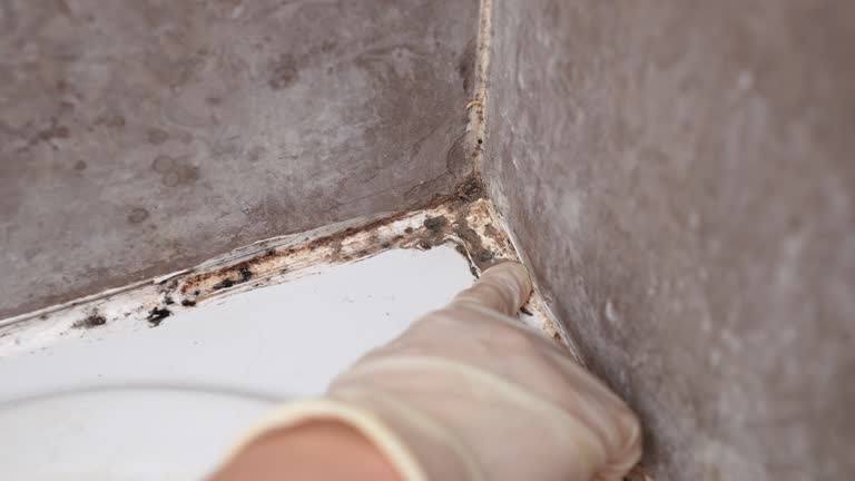 Best Mold Odor Removal Services  in El Granada, CA