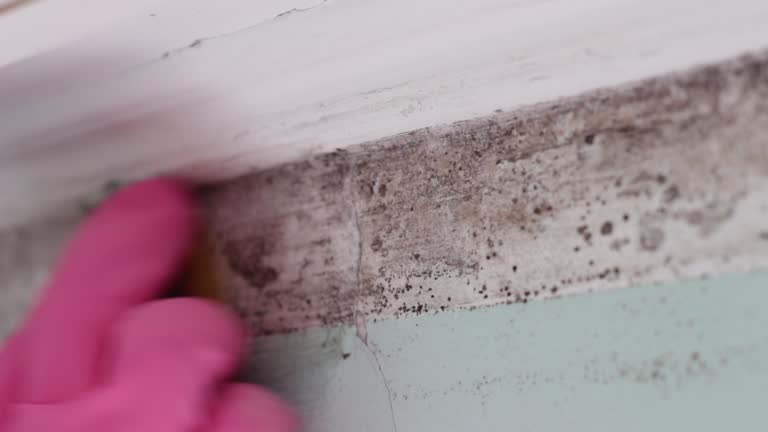 Environmental Consulting for Mold Prevention in El Granada, CA